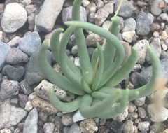 Phemeranthus napiformis