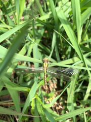 Ophiogomphus