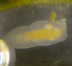 Macrostomum
