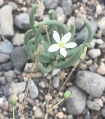 Phemeranthus napiformis