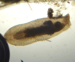 Macrostomum
