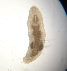 Macrostomum