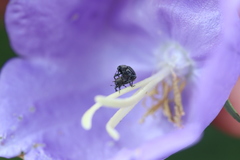 Cleopomiarus graminis