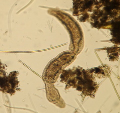Stenostomum constrictum