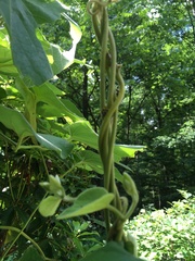 Aristolochia tomentosa