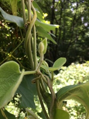 Aristolochia tomentosa
