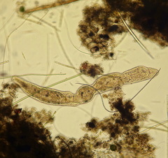 Stenostomum constrictum