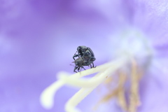 Cleopomiarus graminis