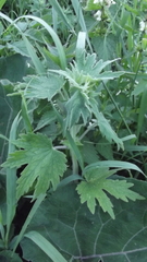 Leonurus quinquelobatus