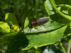 Oberea erythrocephala