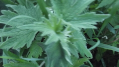 Leonurus quinquelobatus