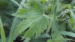 Leonurus quinquelobatus