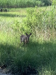 Odocoileus virginianus