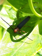 Oberea erythrocephala