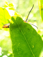 Oberea erythrocephala
