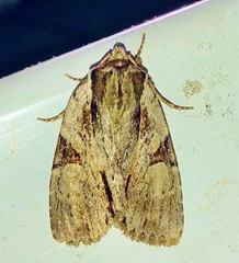 Morrisonia triangula