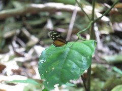 Napeogenes tolosa tolosa