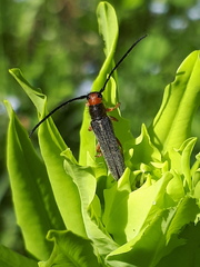 Oberea erythrocephala
