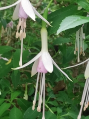Fuchsia × hybrida