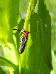 Oberea erythrocephala