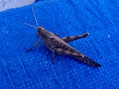 Schistocerca nitens