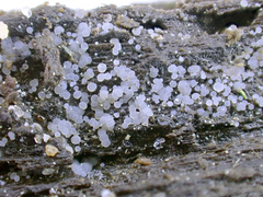 Pezizellaceae