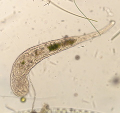Stenostomum