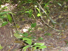 Napeogenes tolosa tolosa
