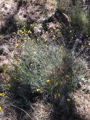 Erysimum suffrutescens