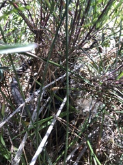 Erysimum suffrutescens