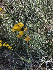 Erysimum suffrutescens