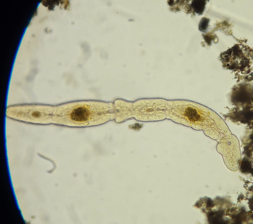 Catenula