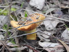 Lactifluus clarkeae