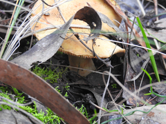 Lactifluus clarkeae