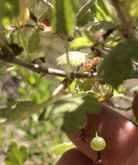 Ribes divaricatum pubiflorum