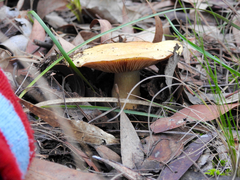 Lactifluus clarkeae