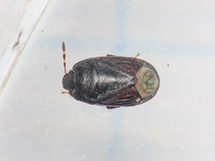 Ochetostethus