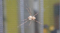 Dasylobus graniferus