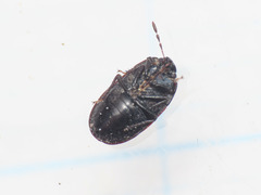Ochetostethus