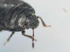 Ochetostethus
