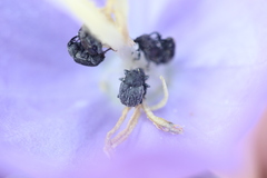 Cleopomiarus graminis