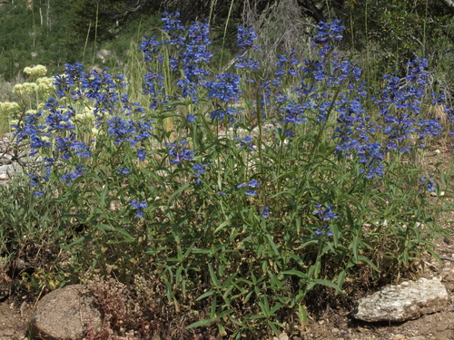 Watson's Penstemon (Penstemon watsonii) · iNaturalist