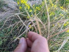 Festuca ambigua