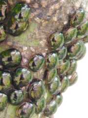 Brachyplatys subaeneus