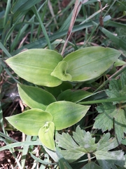 Tradescantia fluminensis