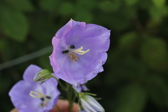 Cleopomiarus graminis