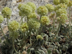 Eriogonum kingii