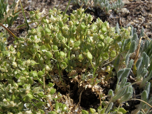 Draba sphaeroides, photograph 4