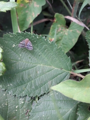 Scolypopa australis