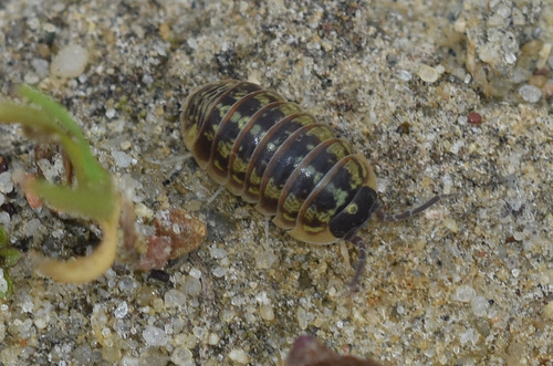 Versicolored Pill Woodlouse, 55-010 Siechnice, Poland, photo 10 of 10